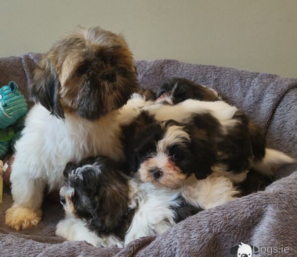 Shichon puppies(Shih Tzu x Bichon Frise) - Image 5