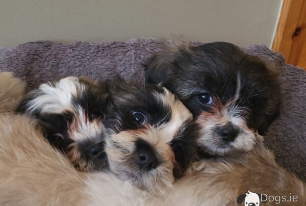 Shichon puppies(Shih Tzu x Bichon Frise) - Image 6