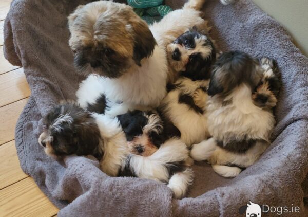 Shichon puppies(Shih Tzu x Bichon Frise) - Image 7