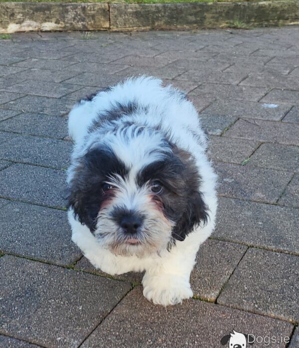 Shichon puppies(Shih Tzu x Bichon Frise) - Image 8