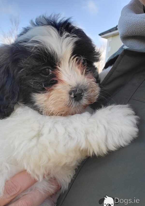 Shichon puppies(Shih Tzu x Bichon Frise) - Image 9