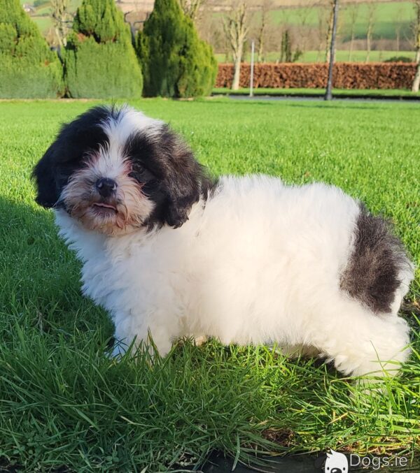 Shichon puppies(Shih Tzu x Bichon Frise)