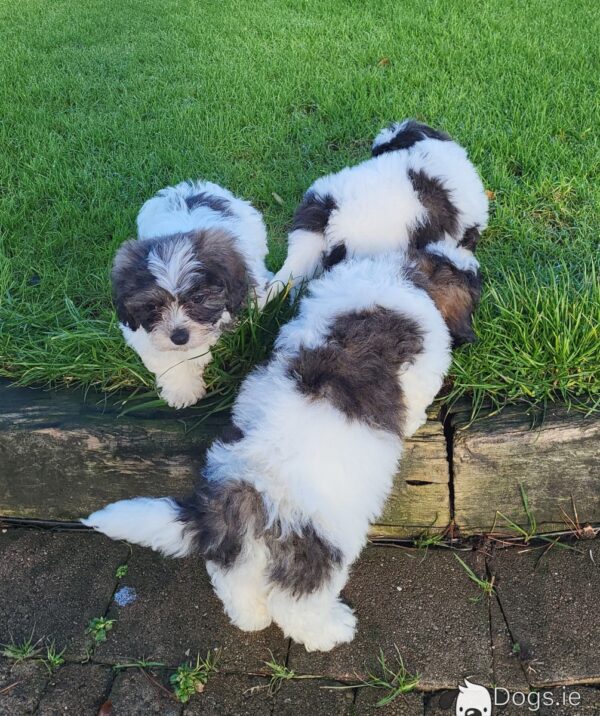 Shichon puppies(Shih Tzu x Bichon Frise) - Image 3