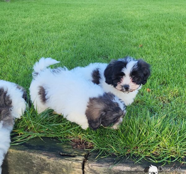 Shichon puppies(Shih Tzu x Bichon Frise) - Image 2
